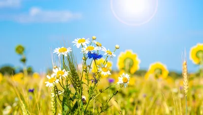 Wildflowers and Wheat in a Sunny Field