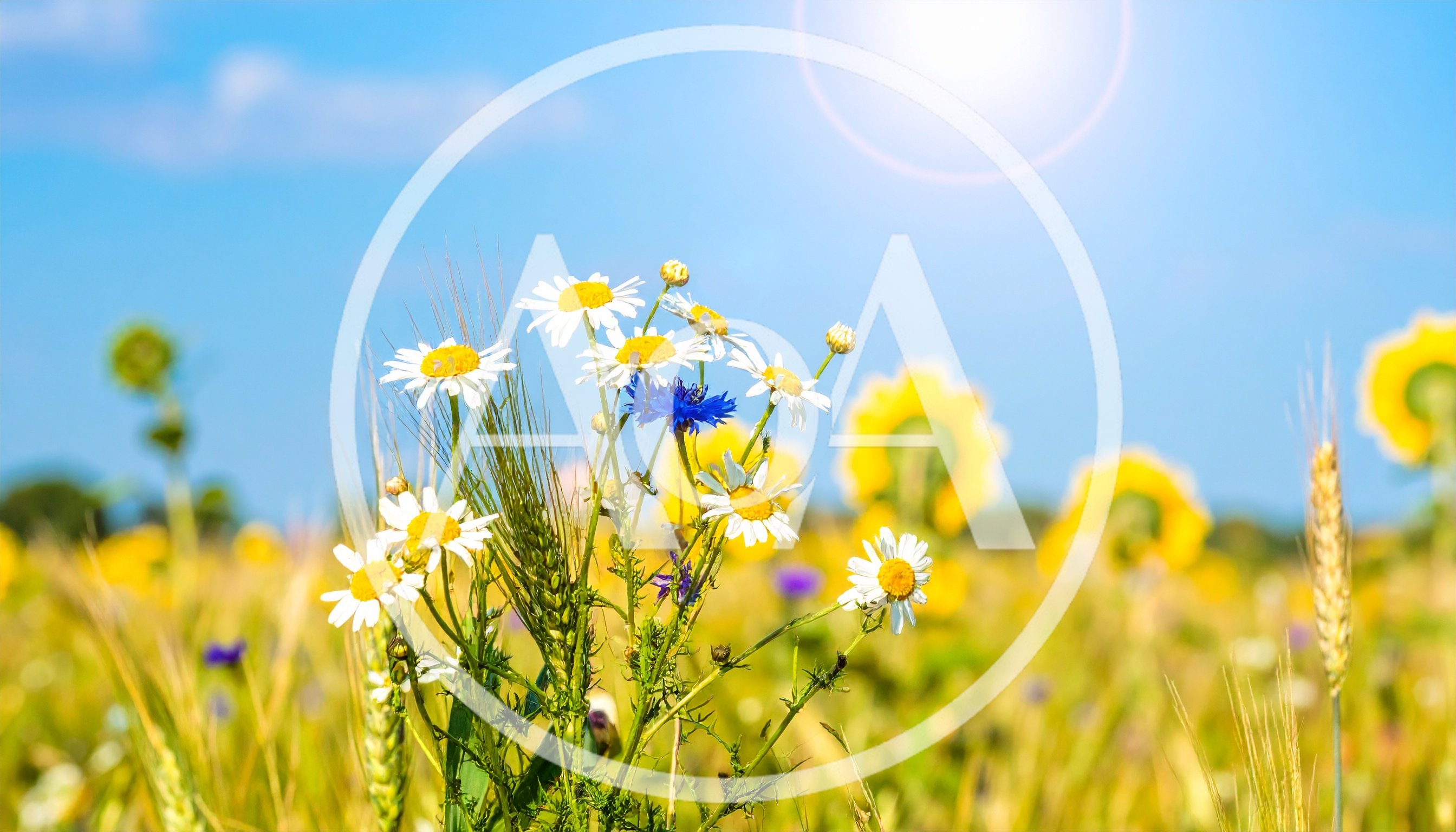 Wildflowers and Wheat in a Sunny Field