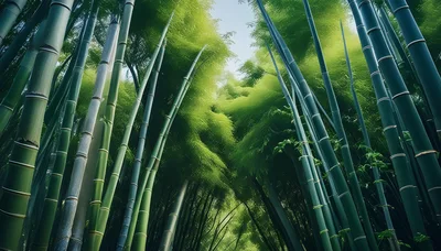 Low Angle View Of Tall Bamboo Forest