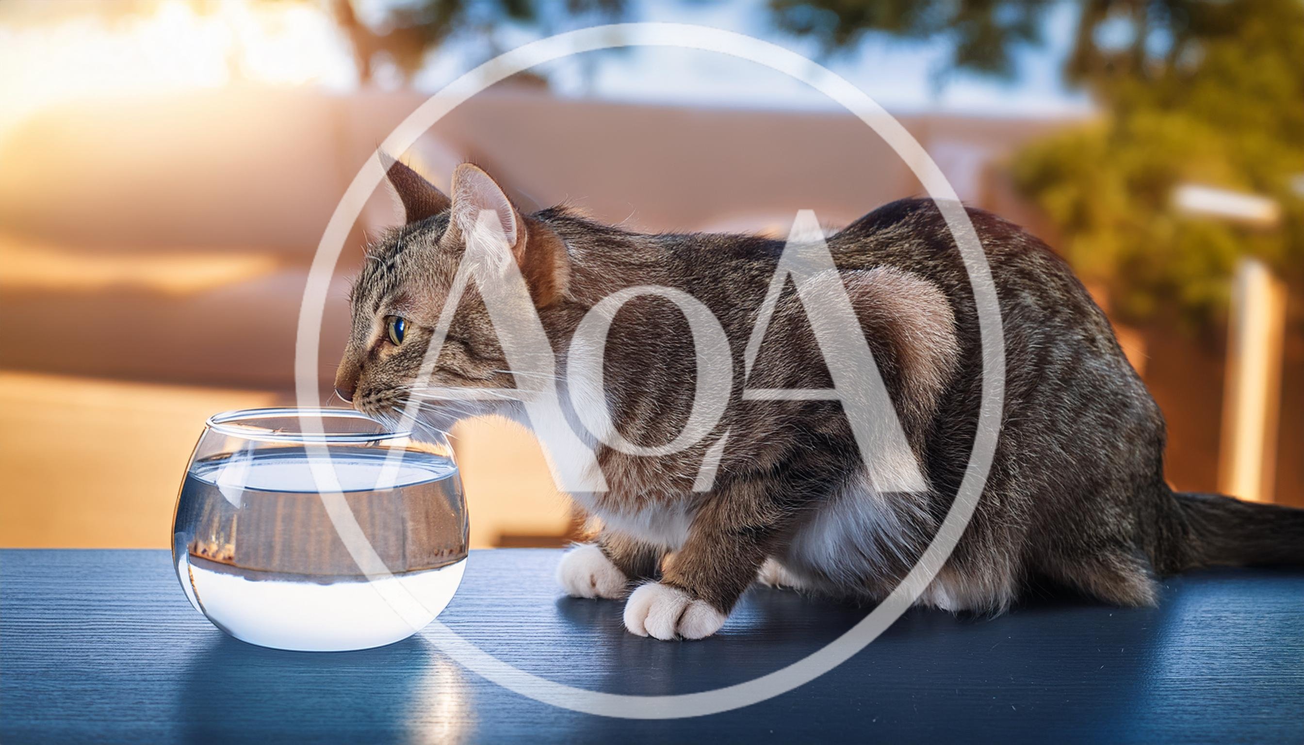 Tabby Cat Drinking Water From A Glass Bowl