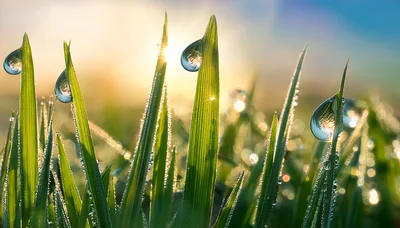 Dew Drops on Green Grass Blades at Sunrise
