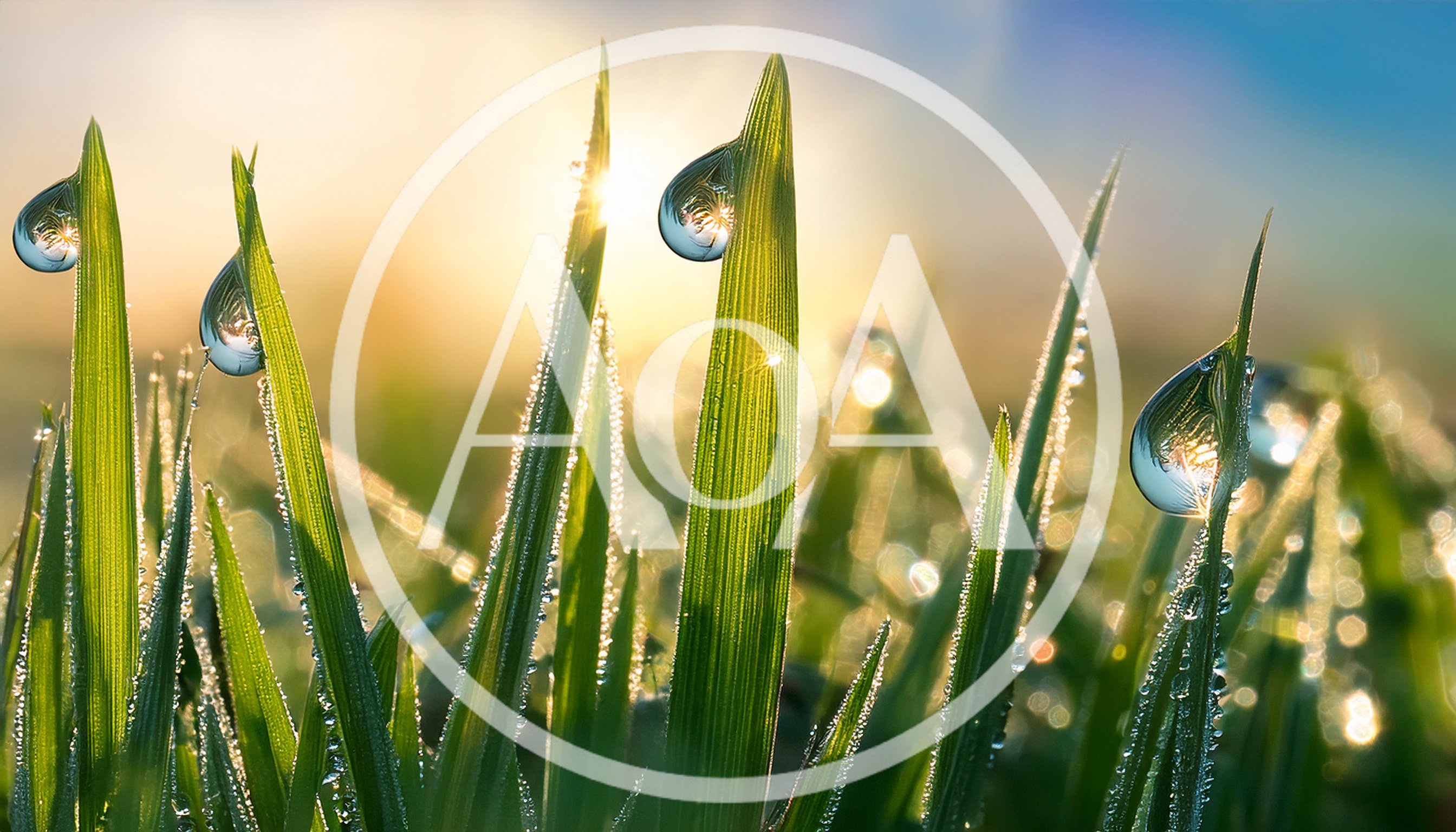Dew Drops on Green Grass Blades at Sunrise