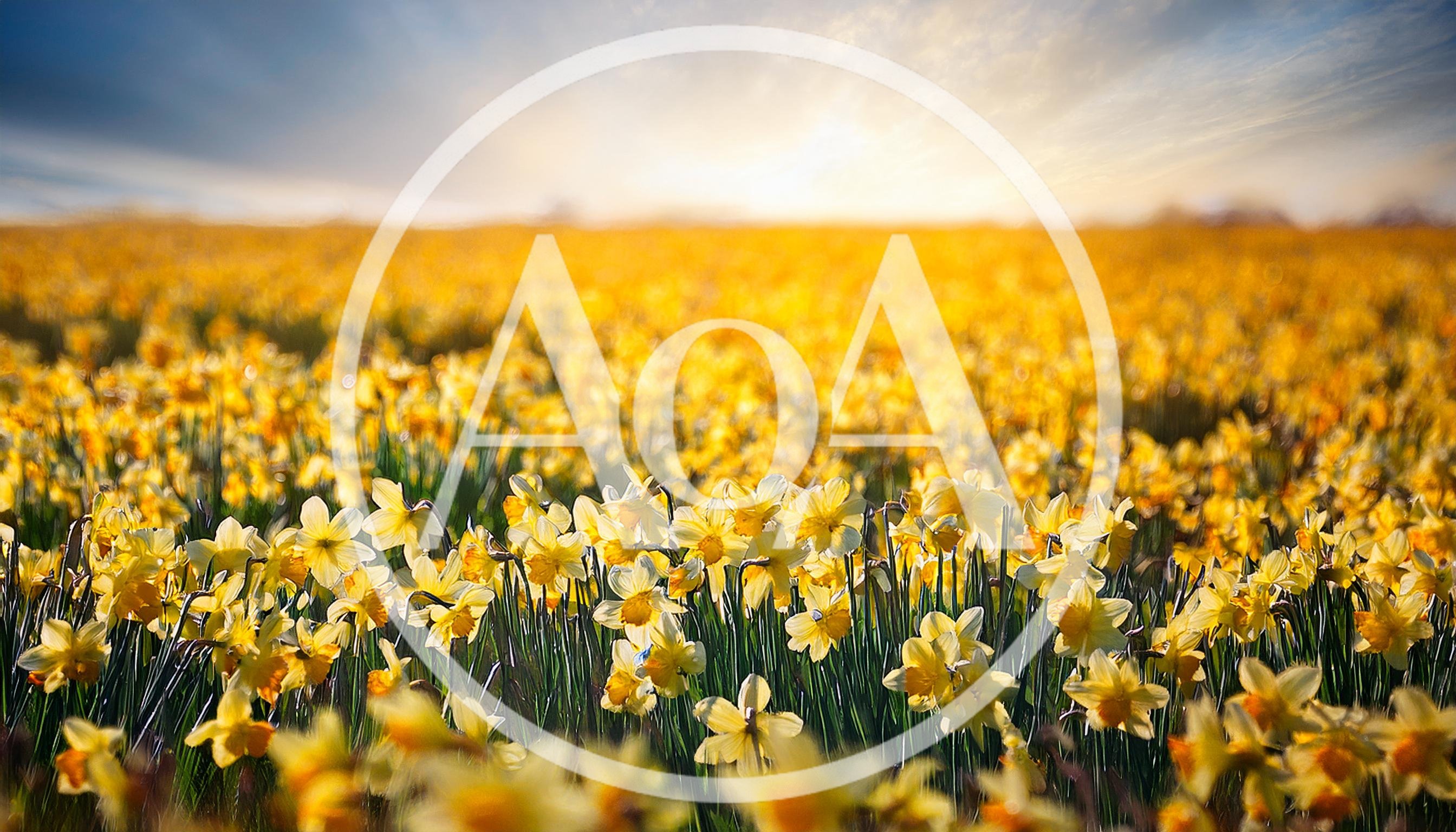 Vibrant Field Of Blooming Yellow Daffodils At Sunset