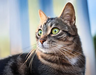 Close Up Portrait Of A Tabby Cat