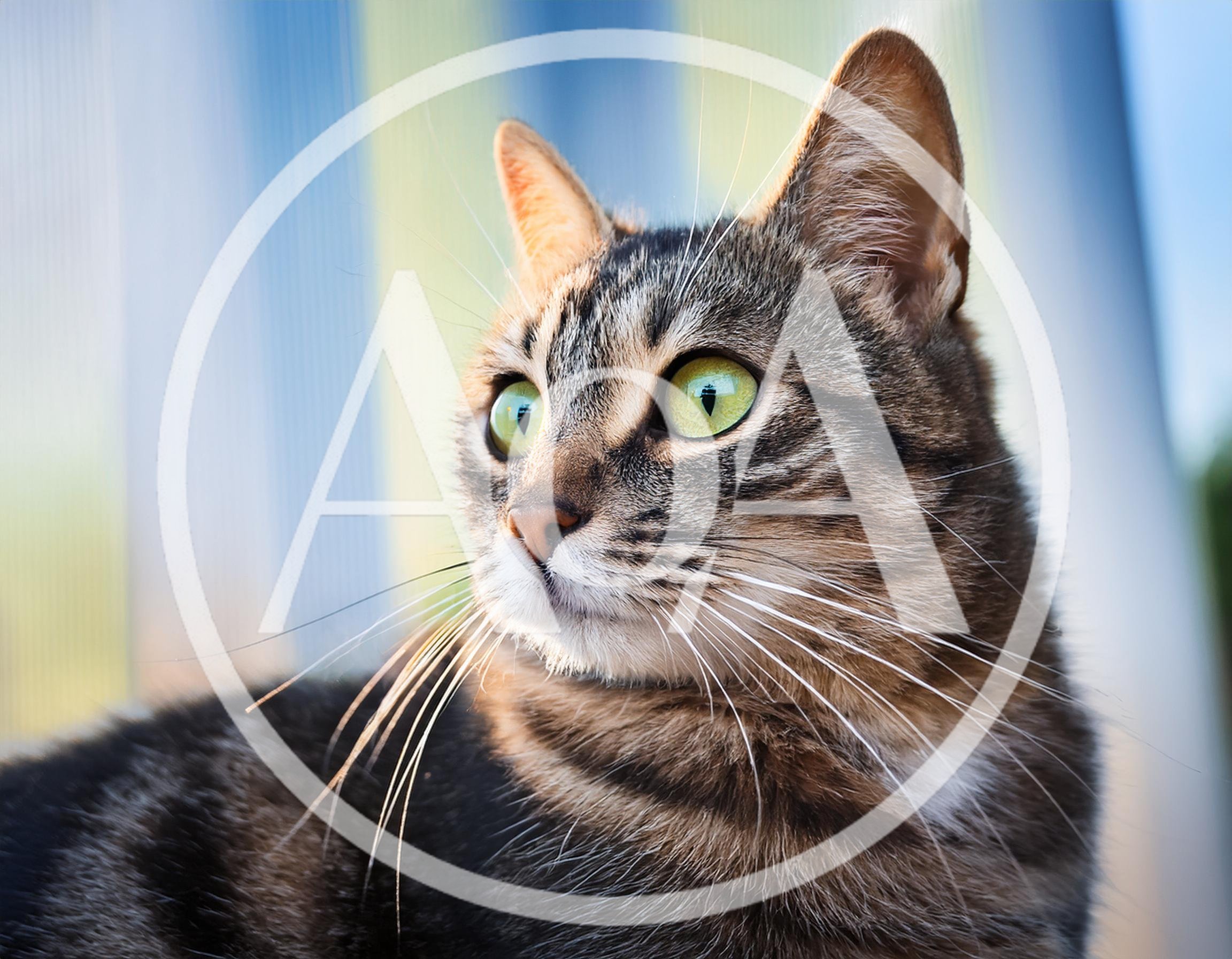 Close Up Portrait Of A Tabby Cat