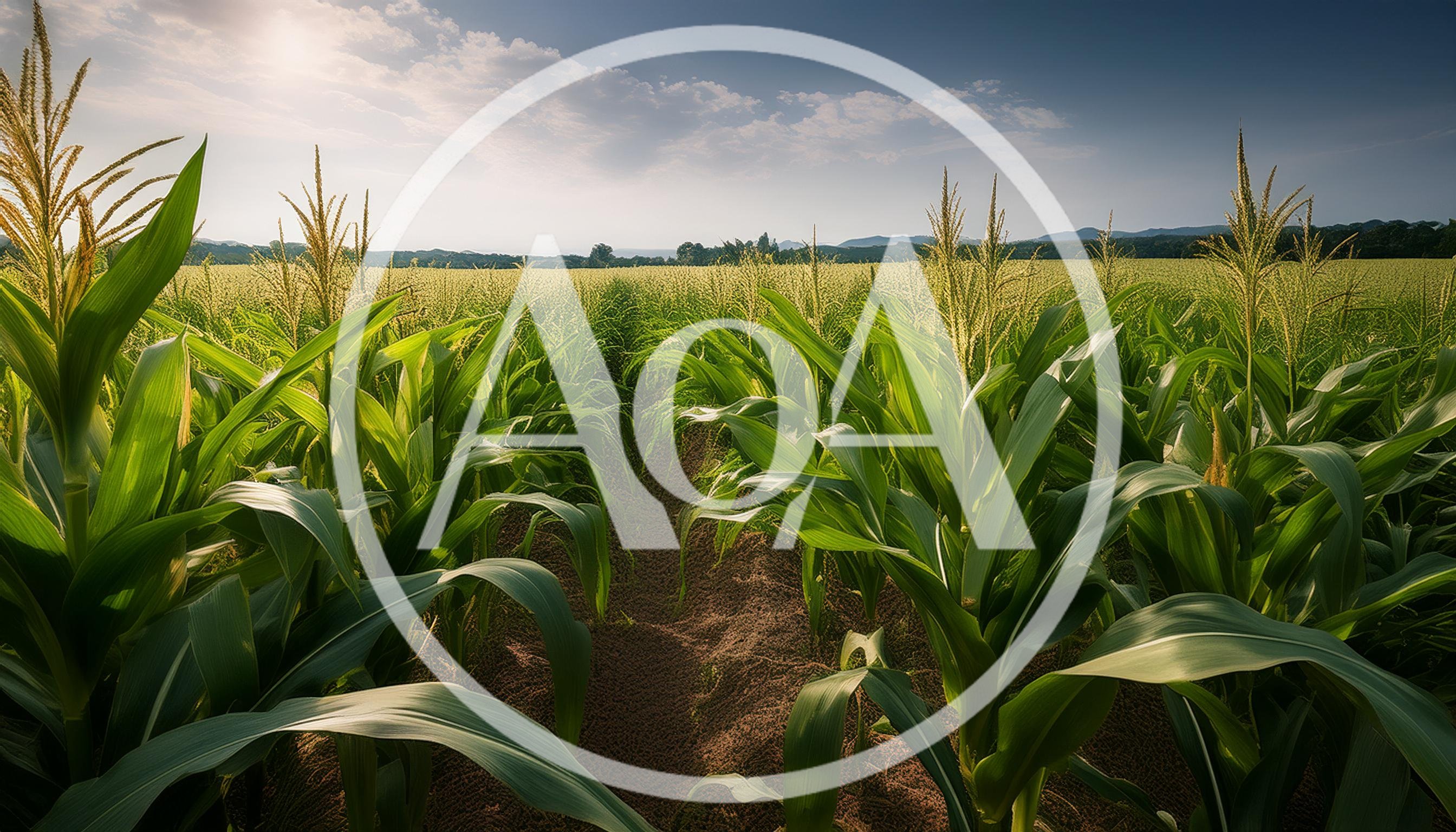 Lush Green Corn Field Under A Bright Summer Sky