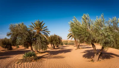 Olive Trees and Palm Trees in Desert Landscape