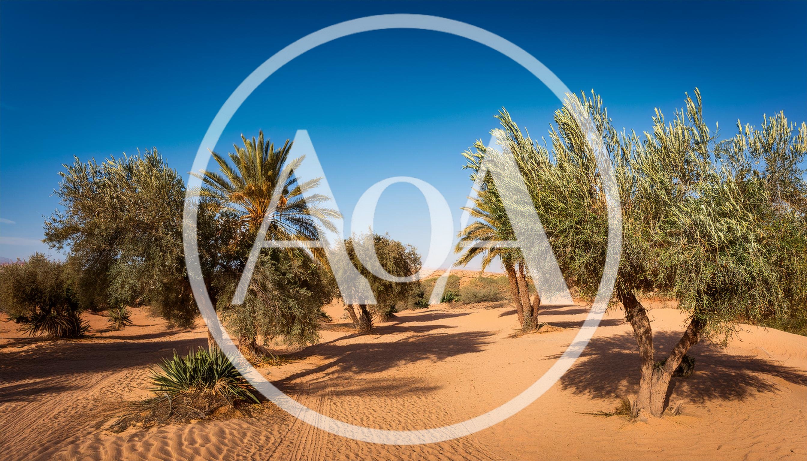 Olive Trees and Palm Trees in Desert Landscape