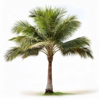Single Coconut Palm Tree Isolated On White Background