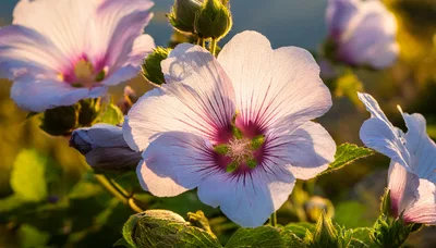 Close Up Of Pale Pink Mallow Flowers In Sunlight