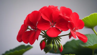 Vibrant Red Geranium Flowers In Full Bloom