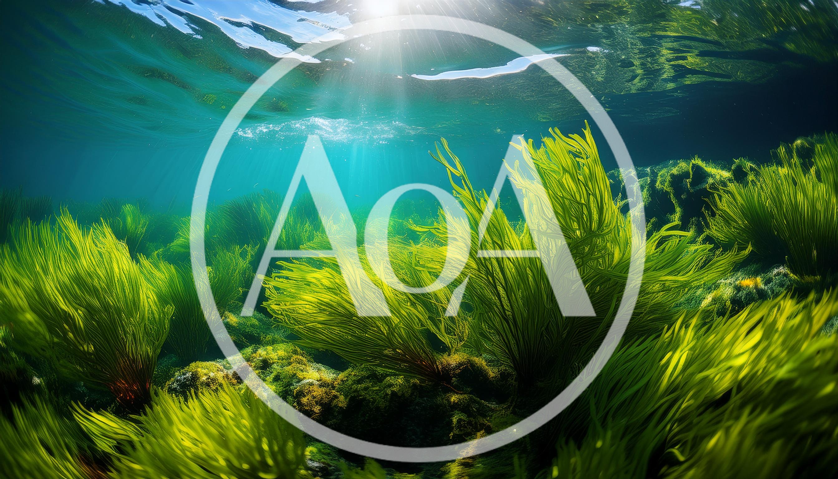 Vibrant Green Seaweed Underwater With Sun Rays
