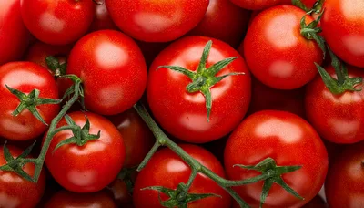 Fresh Red Tomatoes on the Vine