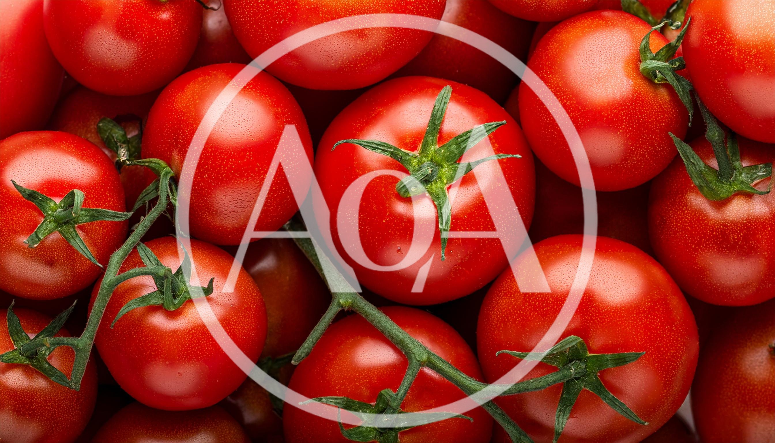 Fresh Red Tomatoes on the Vine