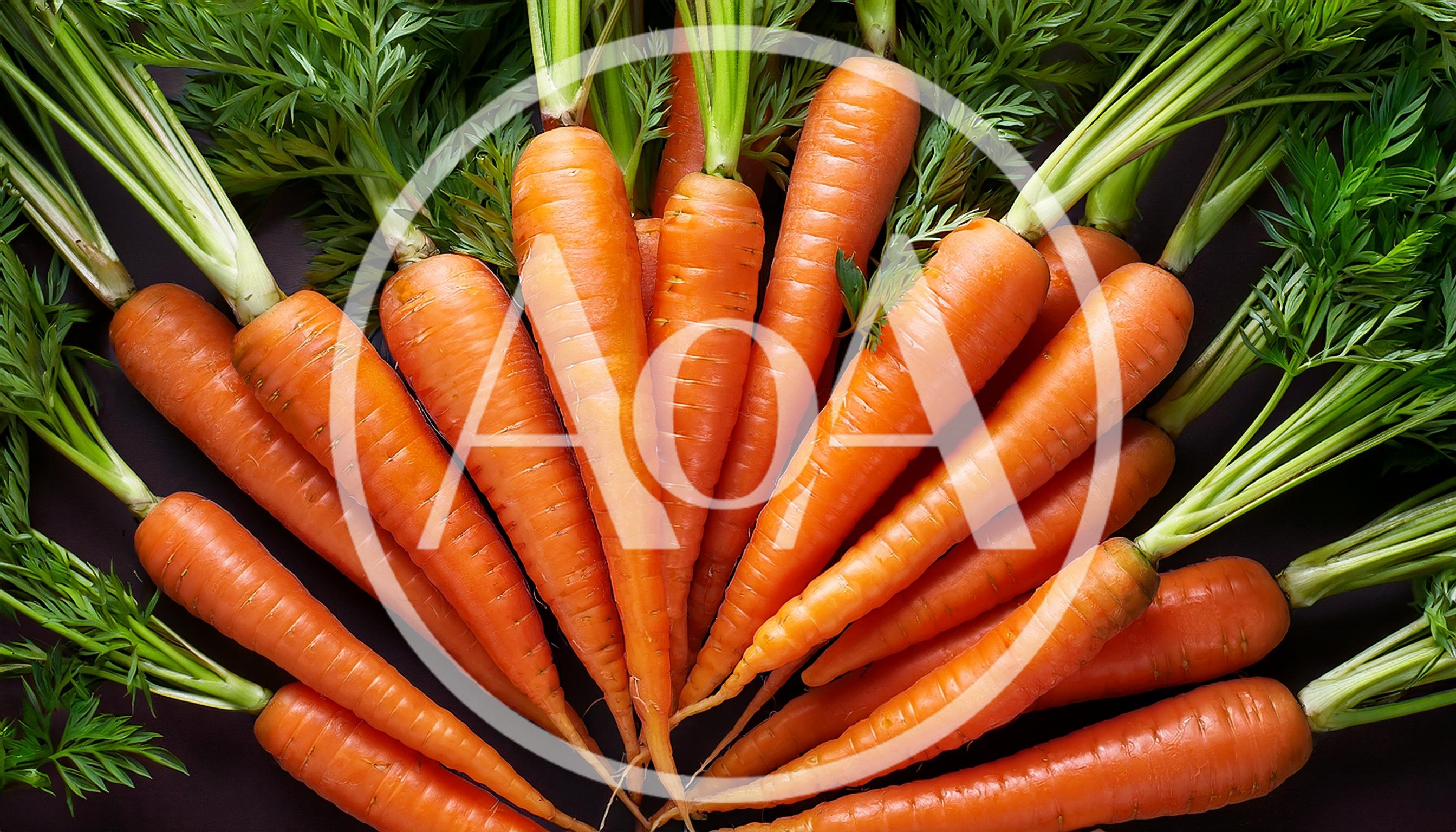 Fresh Organic Carrots Arranged In A Fan Pattern