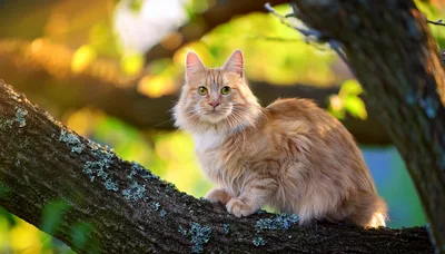 Fluffy Ginger Cat Perched On A Tree Branch
