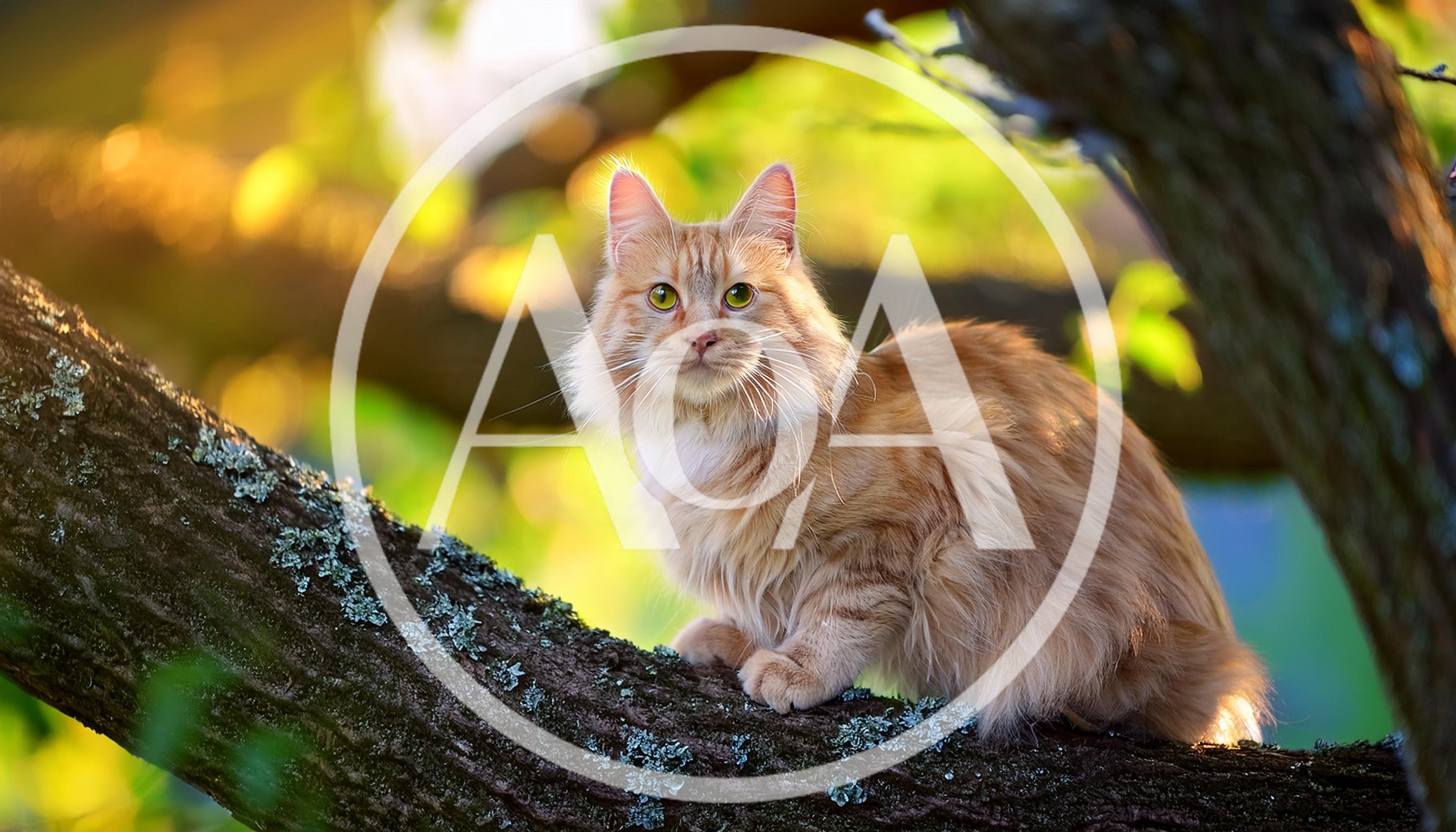 Fluffy Ginger Cat Perched On A Tree Branch