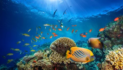Vibrant Tropical Coral Reef With Colorful Fish