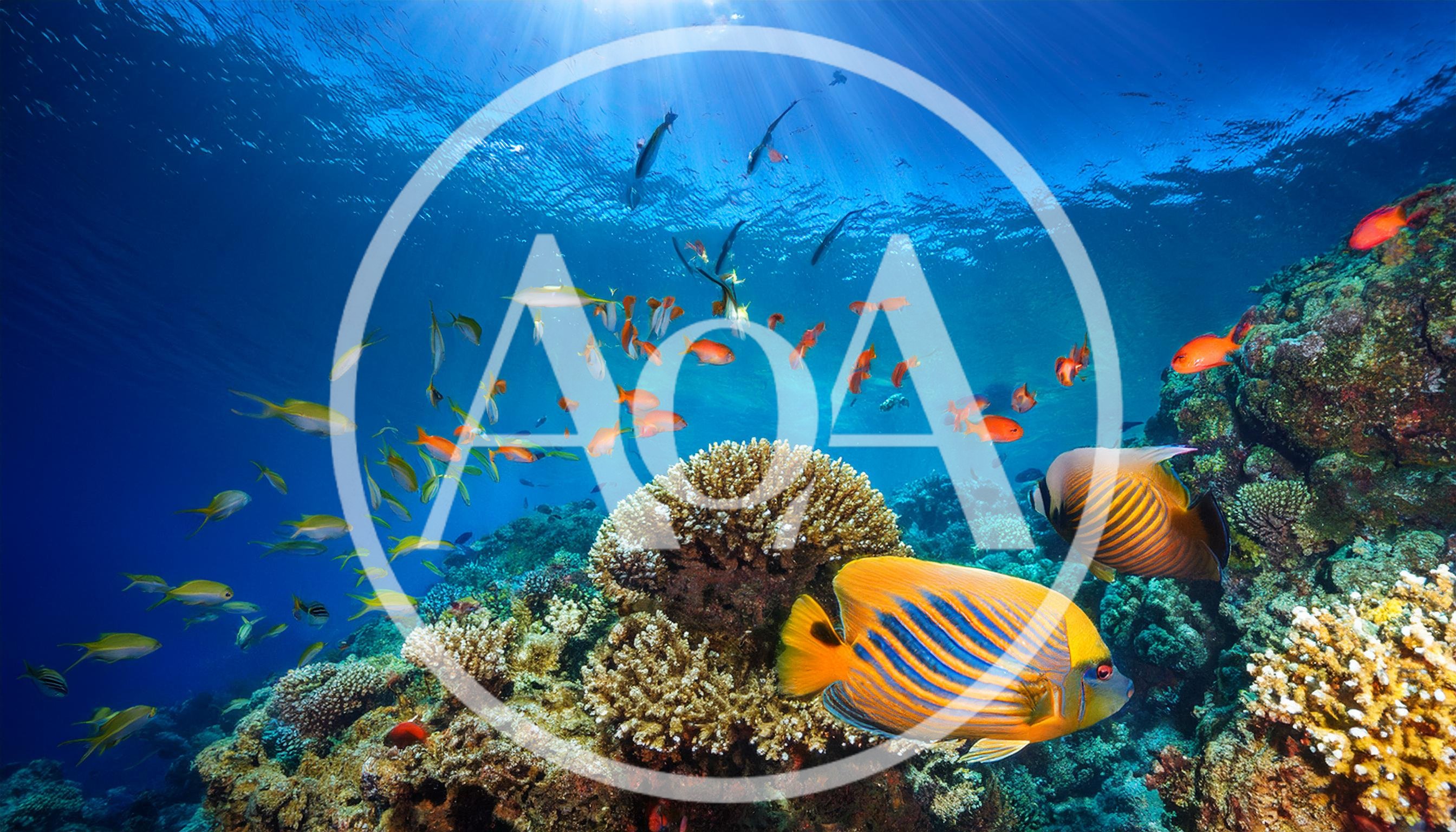 Vibrant Tropical Coral Reef With Colorful Fish