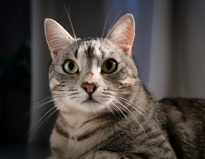Close Up Portrait Of A Grey Tabby Cat
