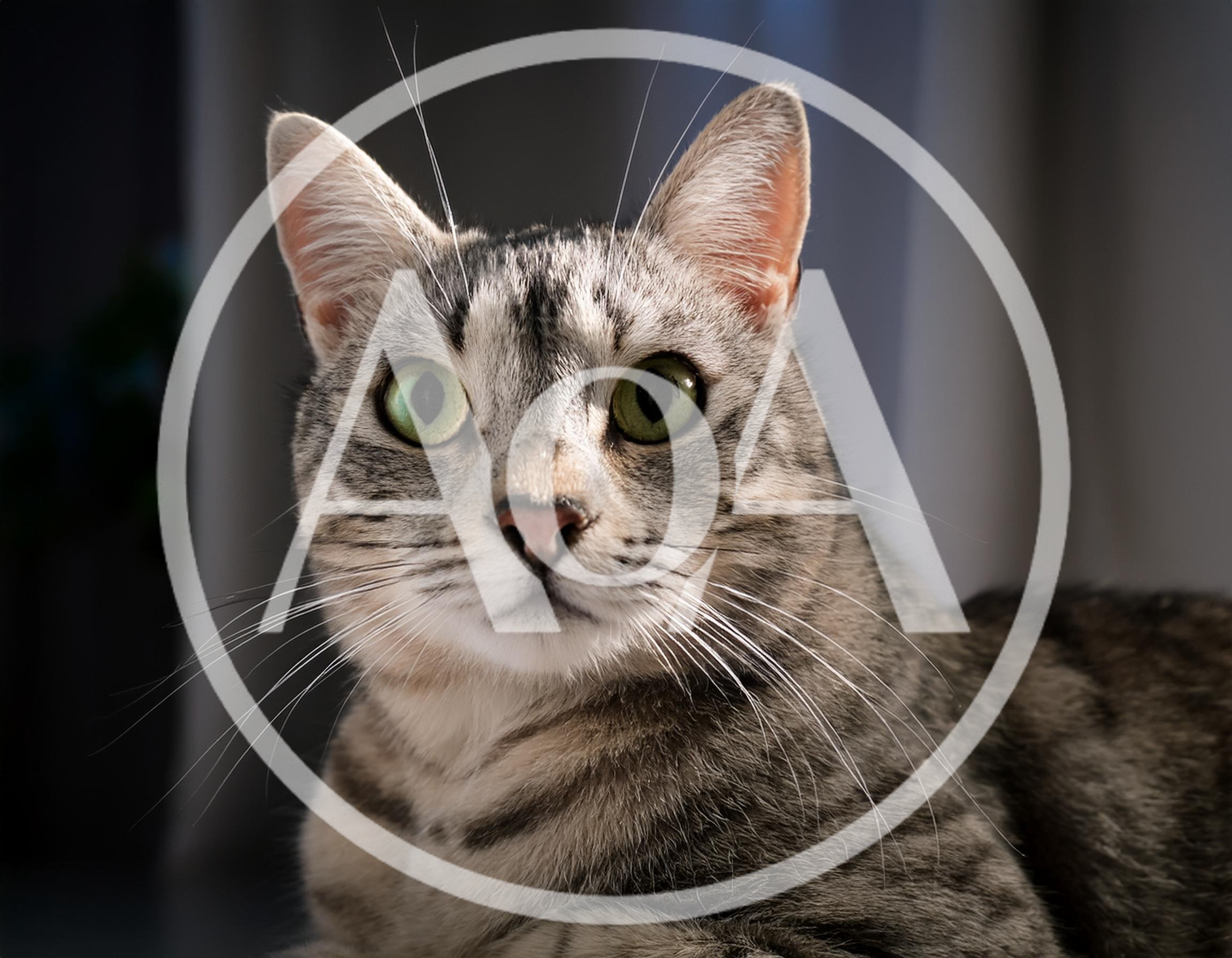 Close Up Portrait Of A Grey Tabby Cat