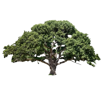 Large Mature Oak Tree Isolated On White Background