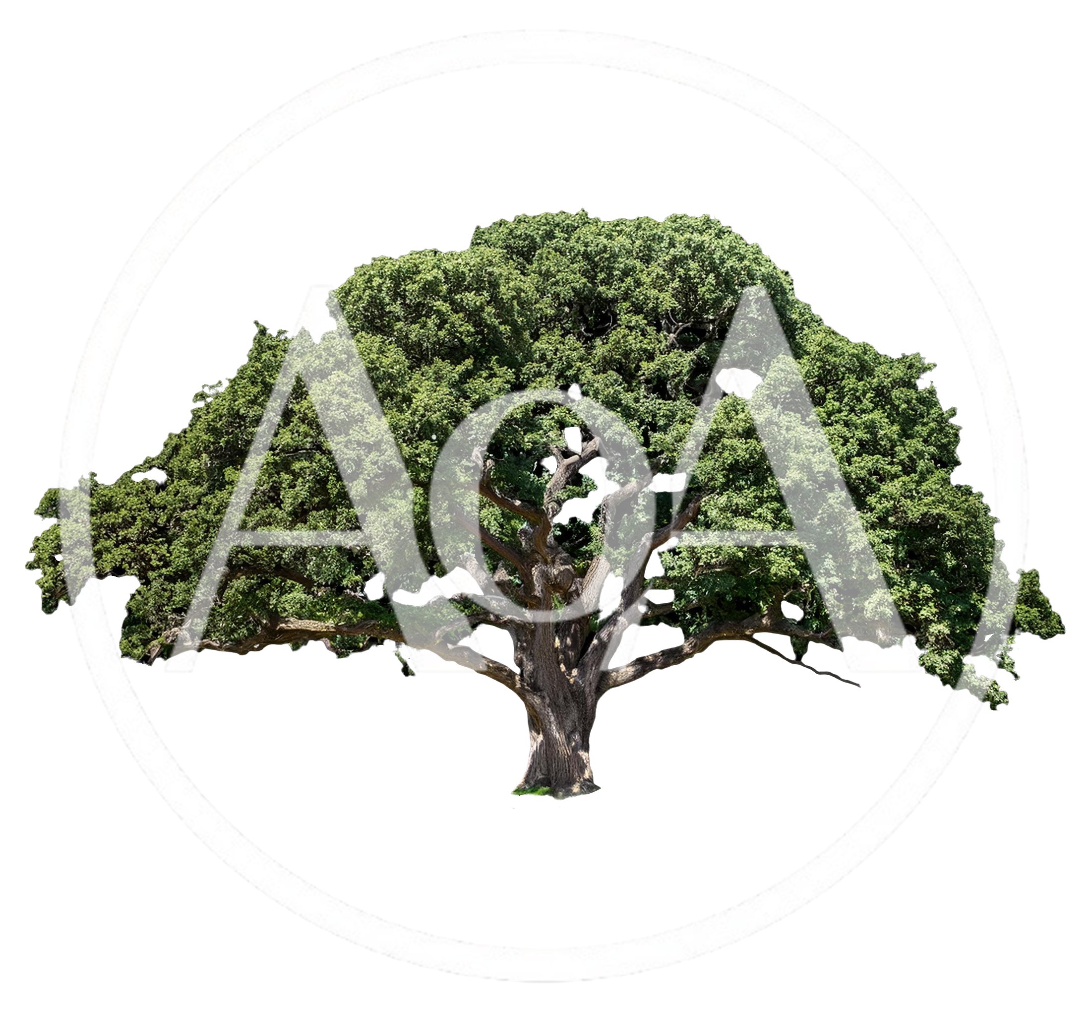Large Mature Oak Tree Isolated On White Background