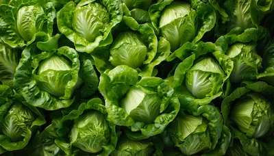 Fresh Green Butter Lettuce Heads Background