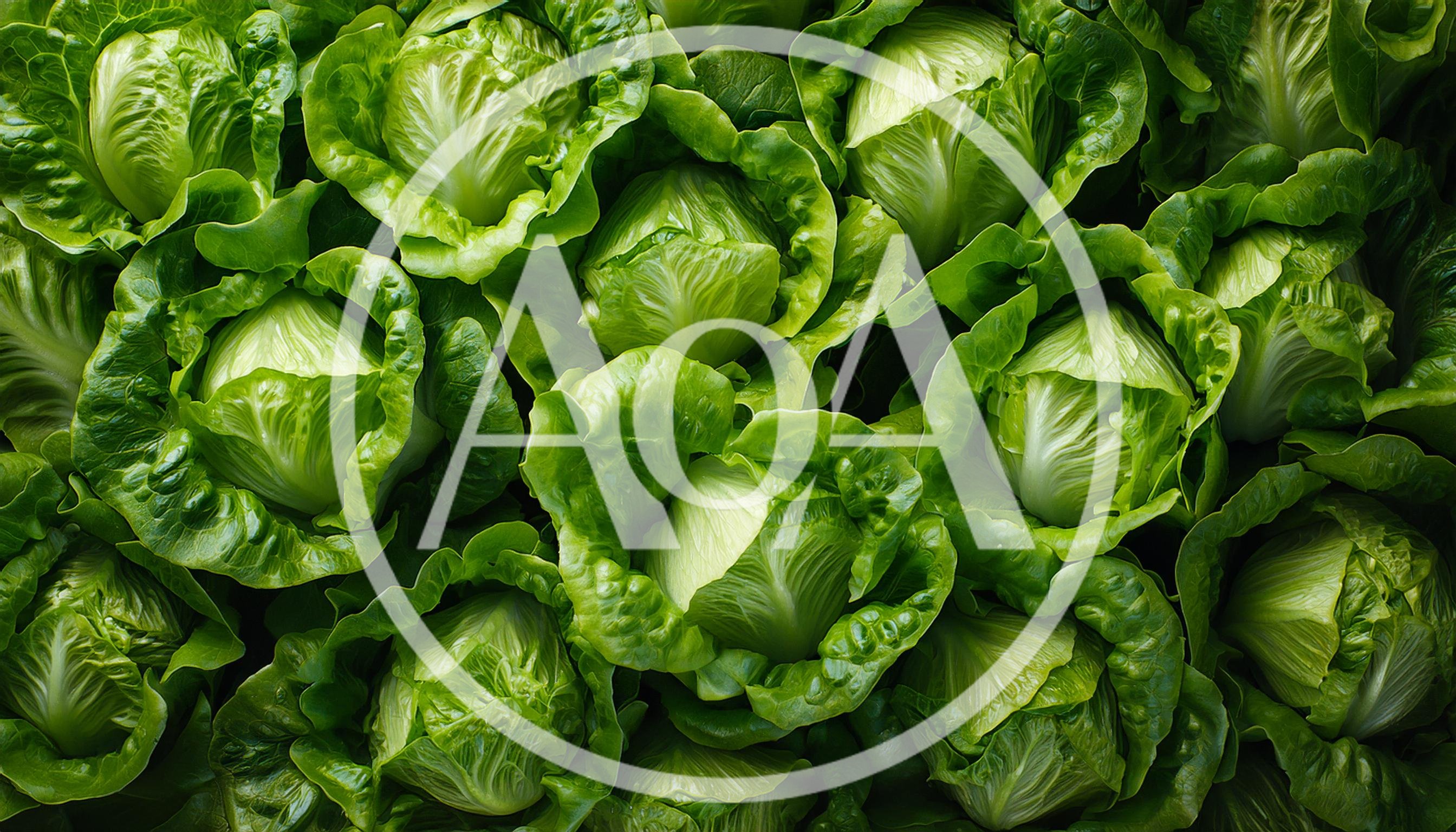 Fresh Green Butter Lettuce Heads Background
