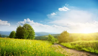 Dirt Path Through A Sunny Wildflower Meadow