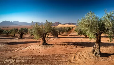 Olive Tree Orchard In The Middle Of The Desert