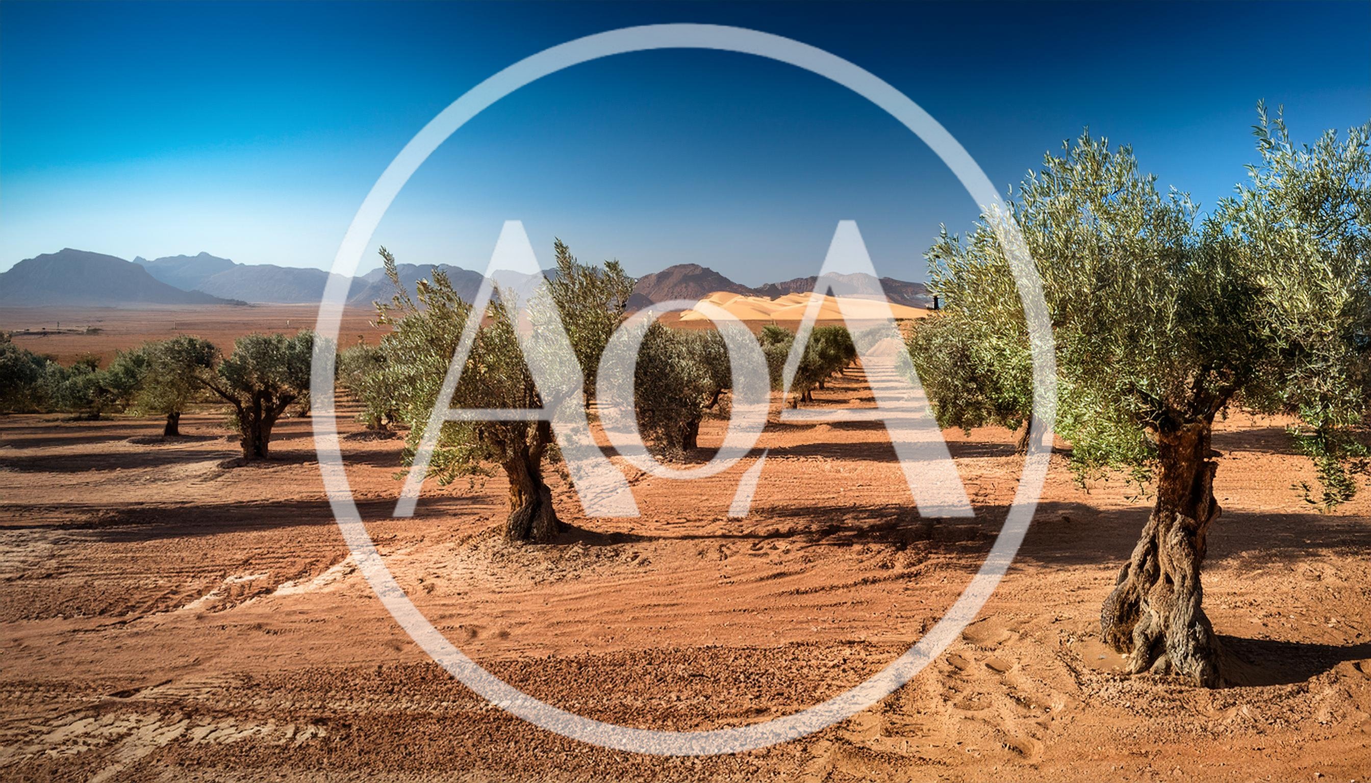 Olive Tree Orchard In The Middle Of The Desert