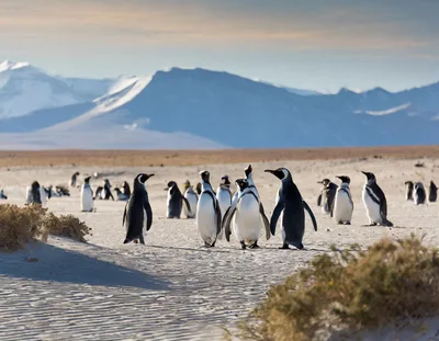 Magellanic Penguins Walking on Sandy Beach