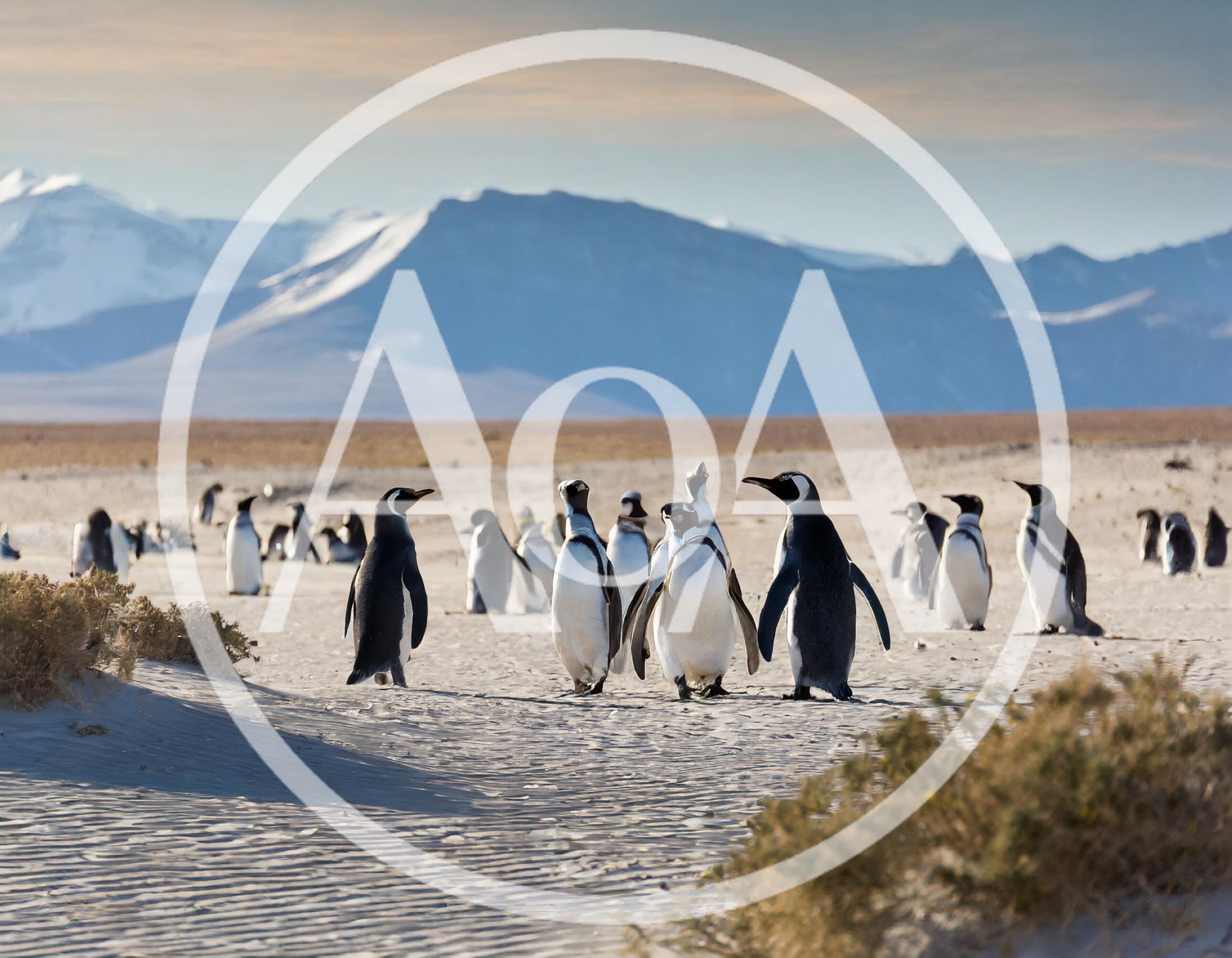 Magellanic Penguins Walking on Sandy Beach