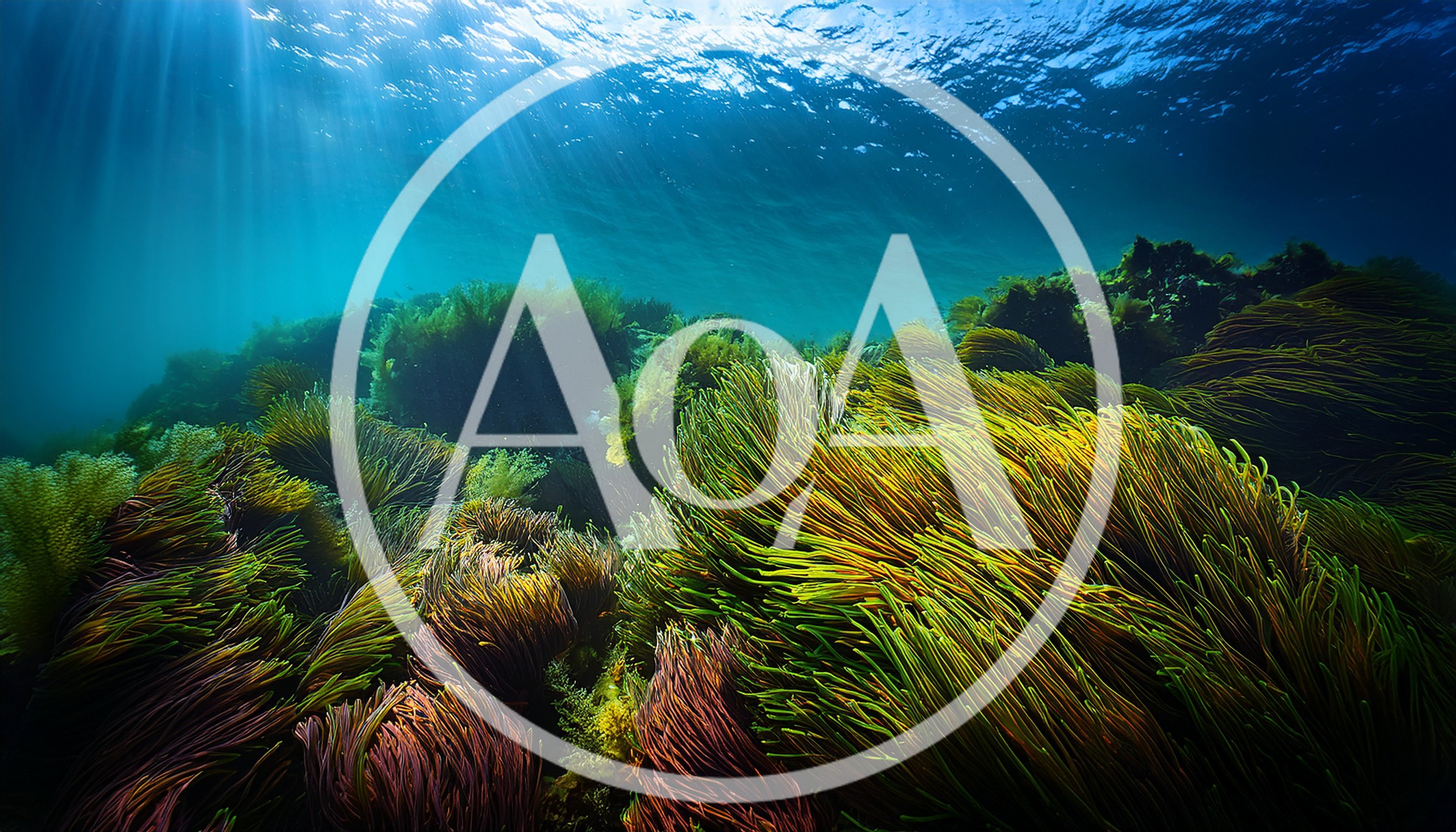 Vibrant Sea Anemones Swaying In Underwater Current
