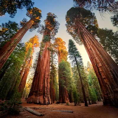 Giant Sequoia Trees in Sequoia National Park
