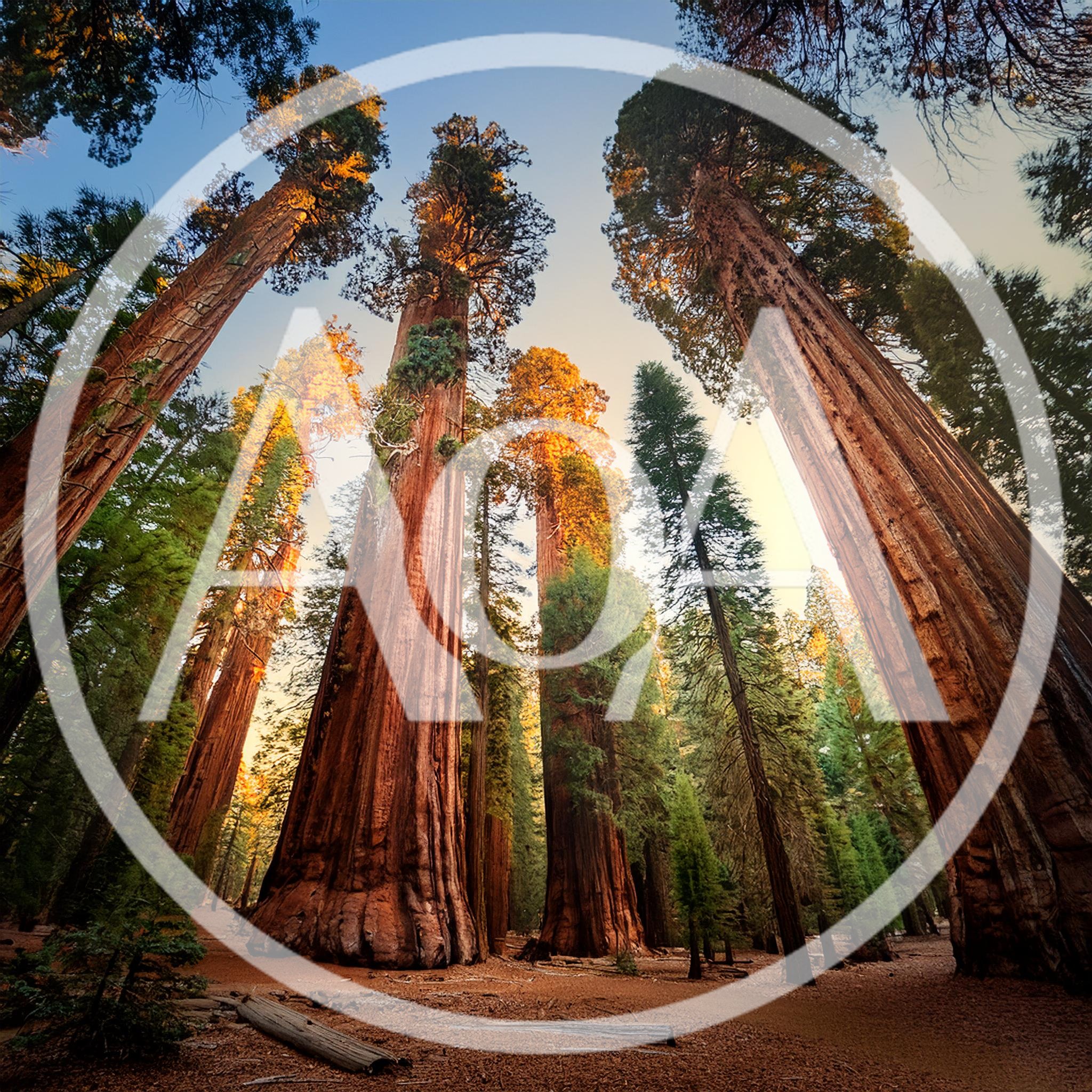 Giant Sequoia Trees in Sequoia National Park