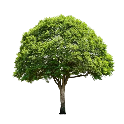 Single Large Green Tree Isolated On White Background