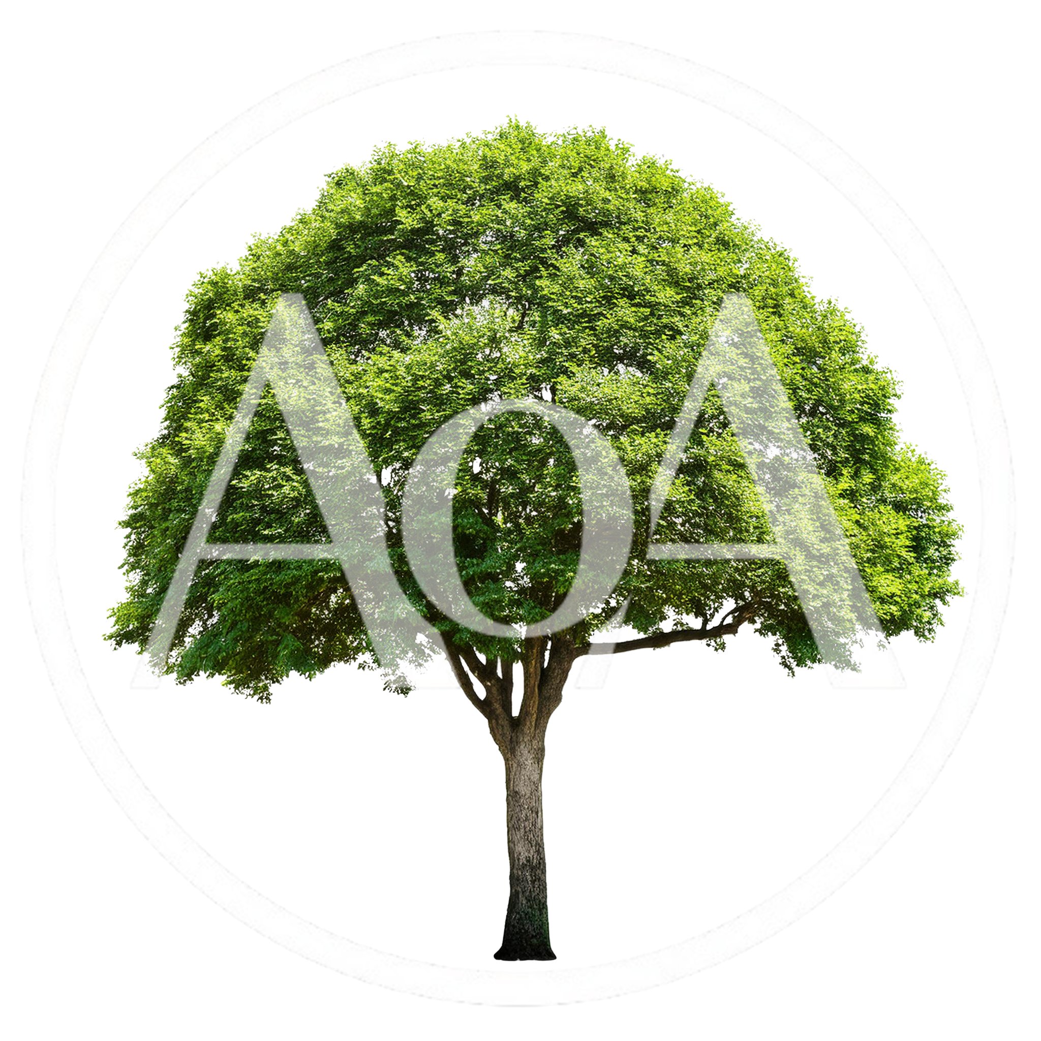 Single Large Green Tree Isolated On White Background