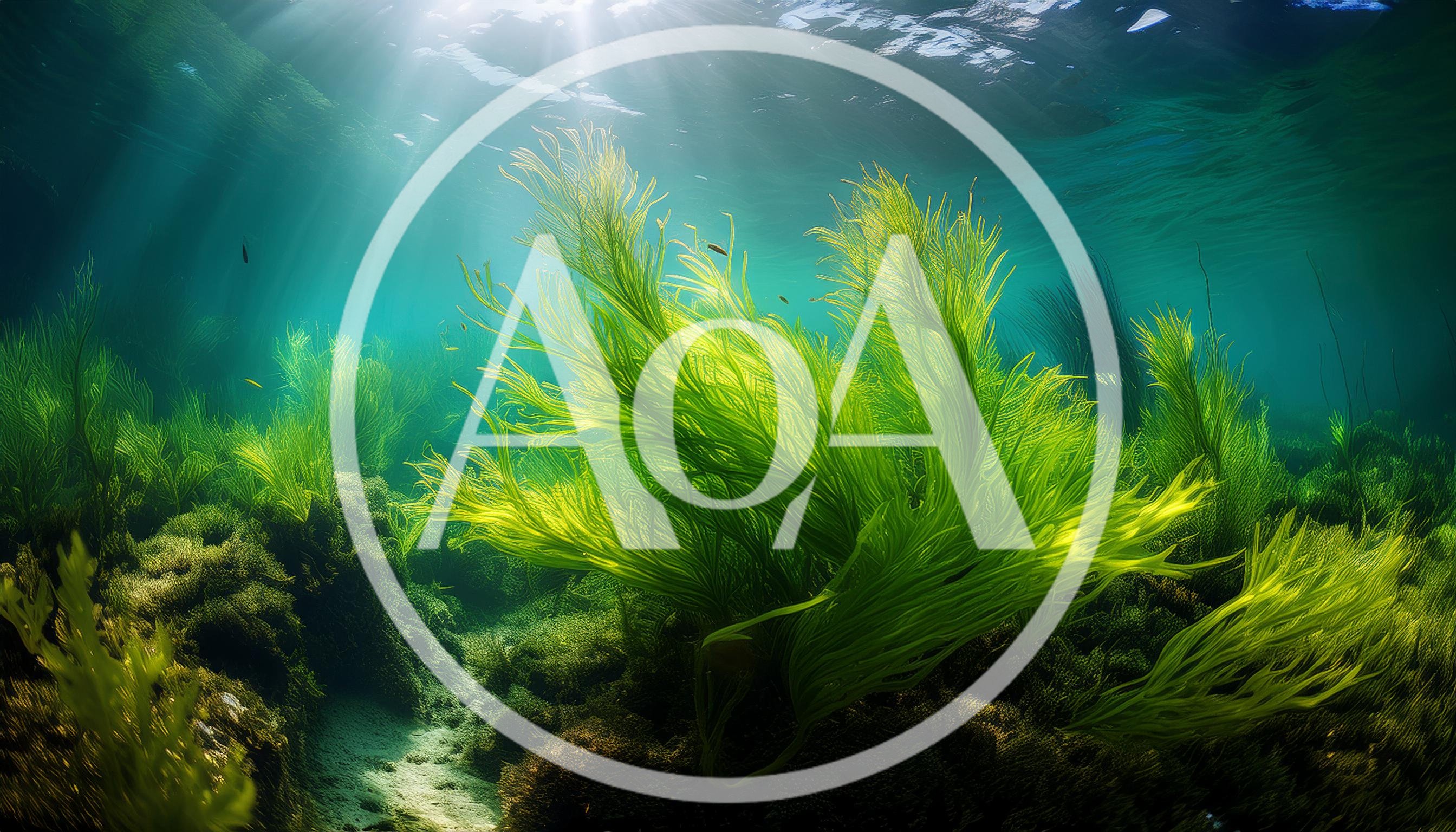 Vibrant Green Seaweed Swaying Underwater