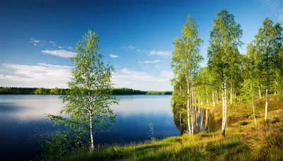 Birch Trees Along A Calm Finnish Lake