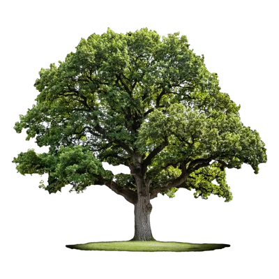 Large Mature Oak Tree Isolated On White Background