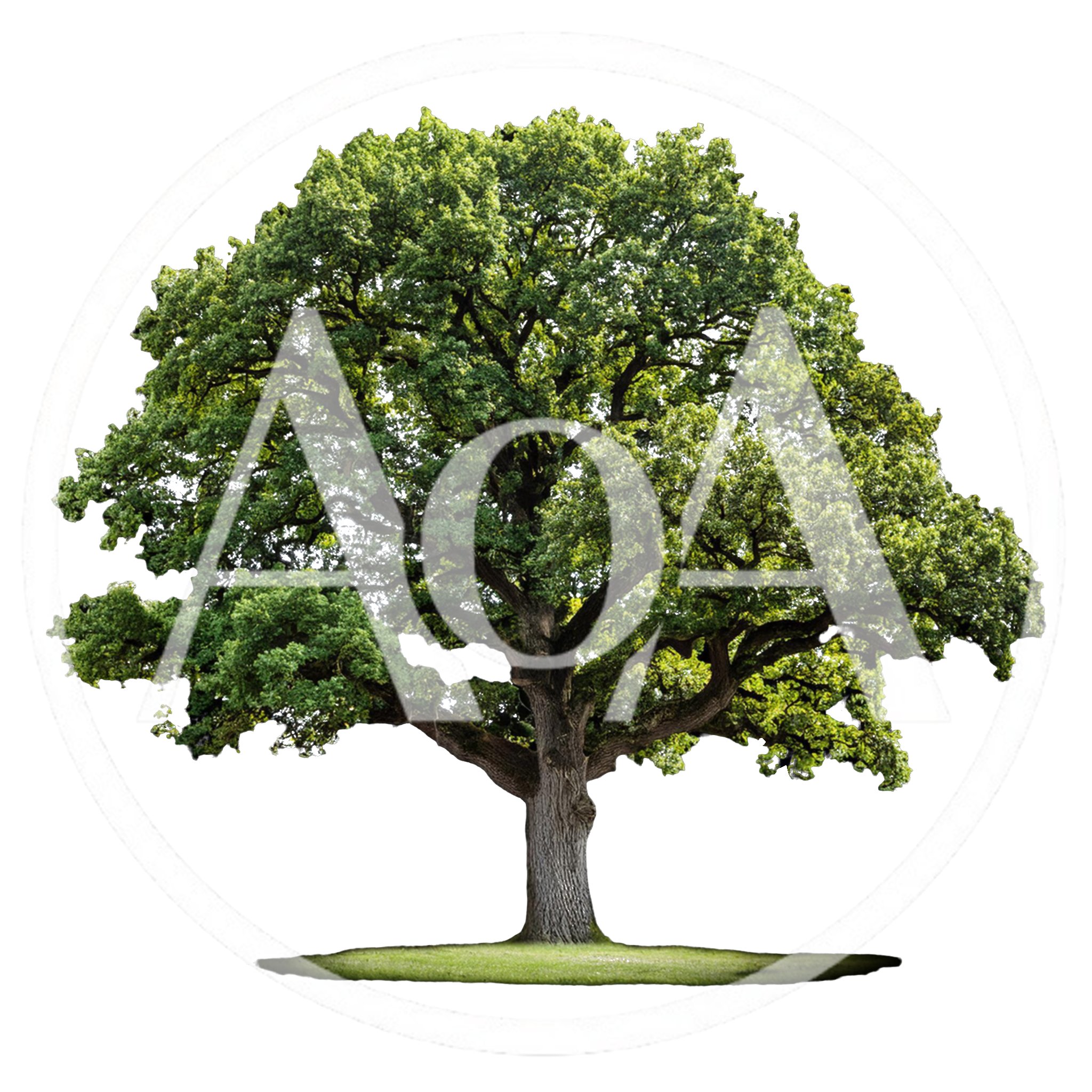 Large Mature Oak Tree Isolated On White Background