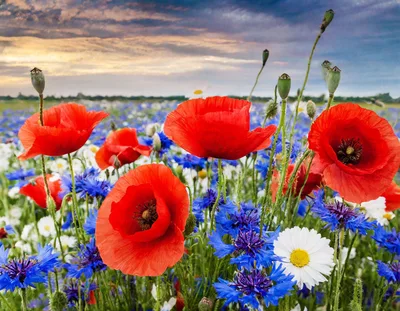 Vibrant Wildflower Meadow With Red Poppies And Cornflowers