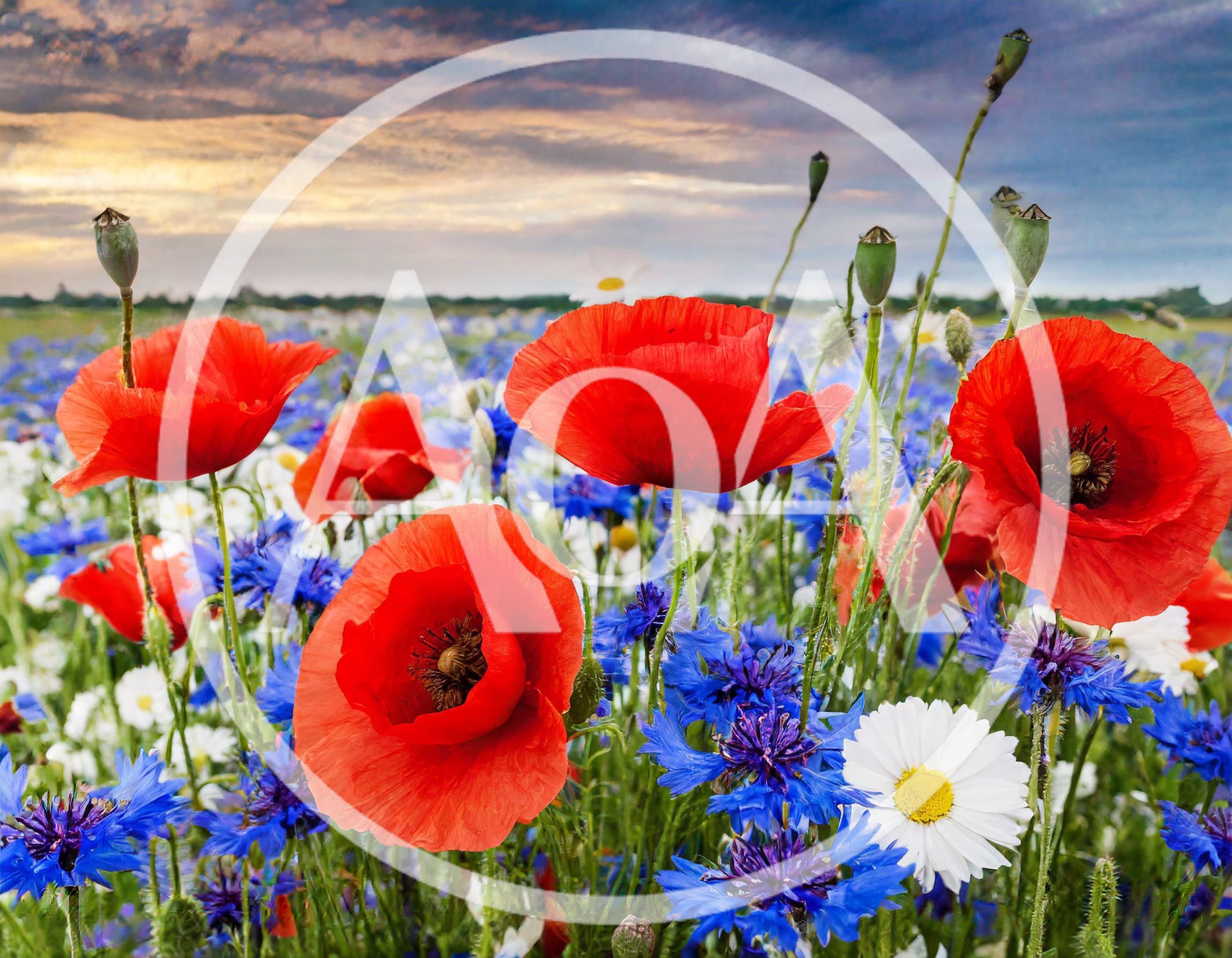 Vibrant Wildflower Meadow With Red Poppies And Cornflowers