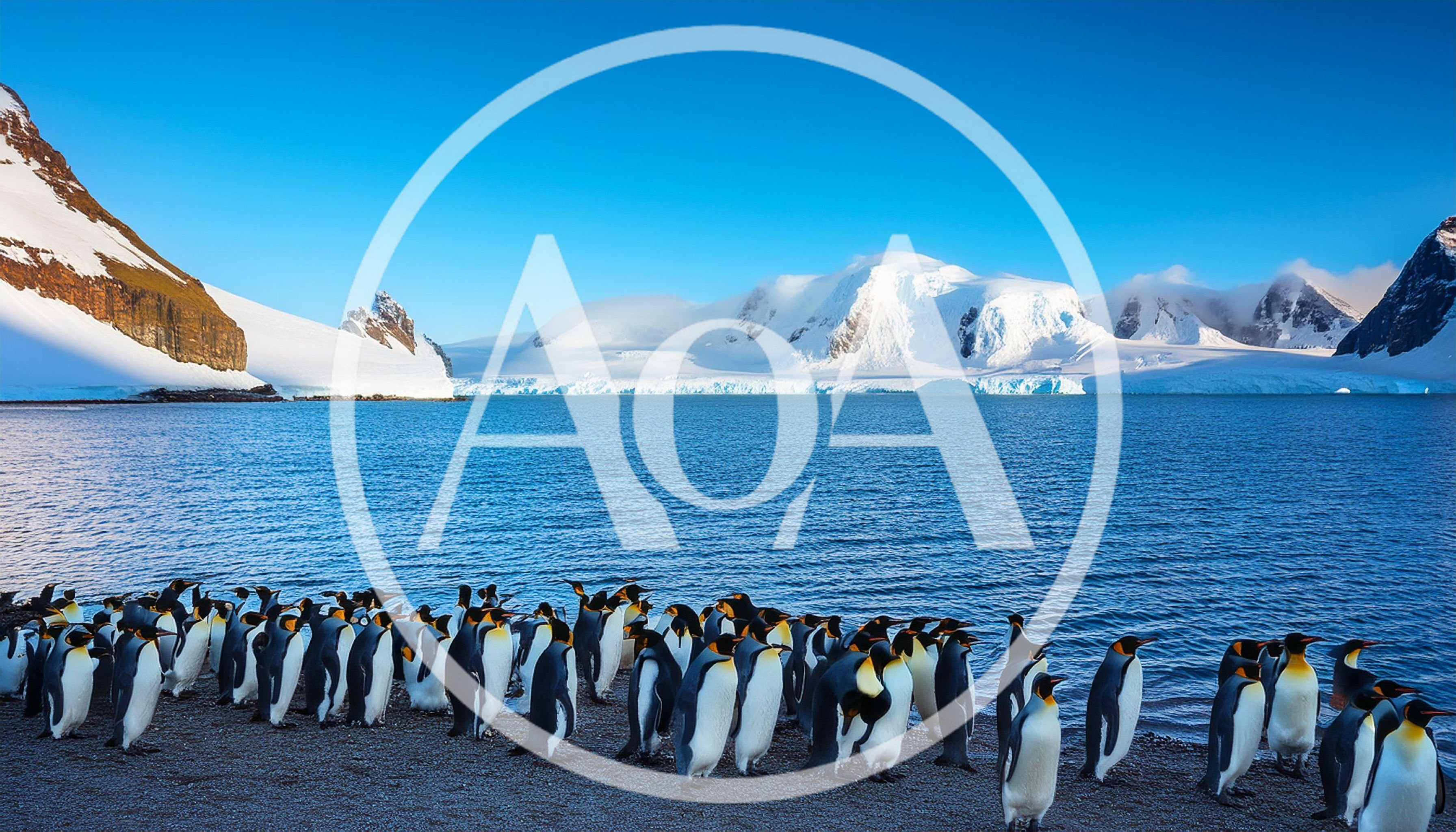 King Penguin Colony Standing on Antarctic Shoreline