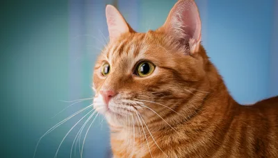 Close Up Portrait Of An Orange Tabby Cat