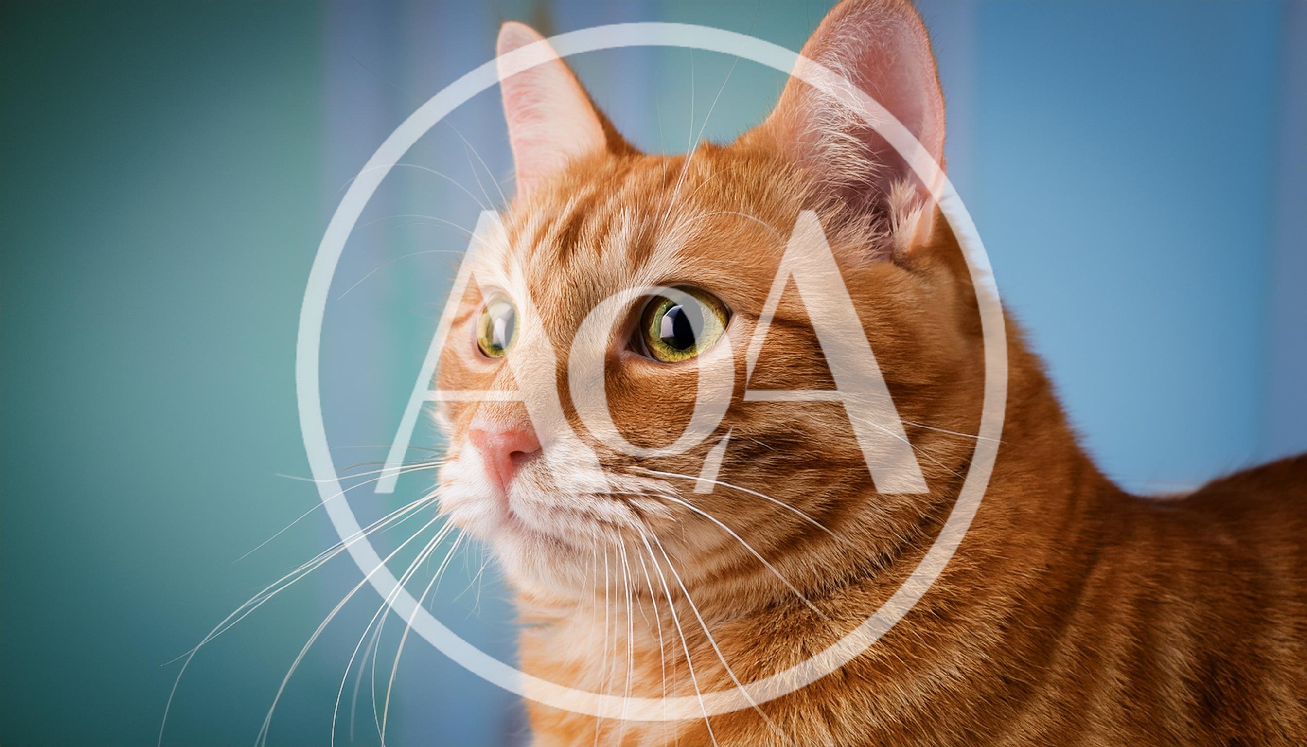 Close Up Portrait Of An Orange Tabby Cat