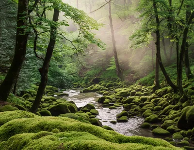 Mossy Rocks Along A Serene Forest Stream