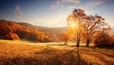 Golden Autumn Landscape With Sunlit Trees And Fallen Leaves